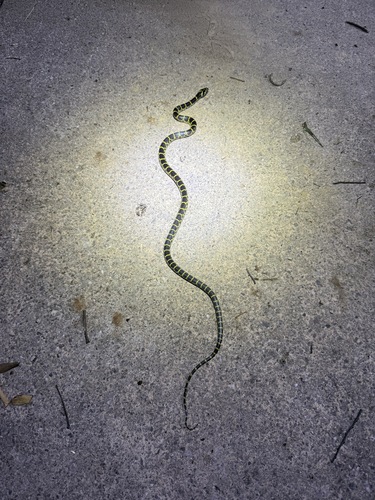Big-tooth Snake