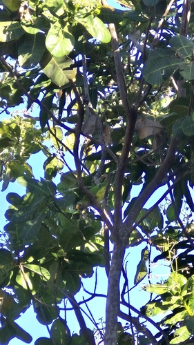 Peach-fronted Parakeet