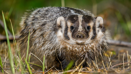 American Badger