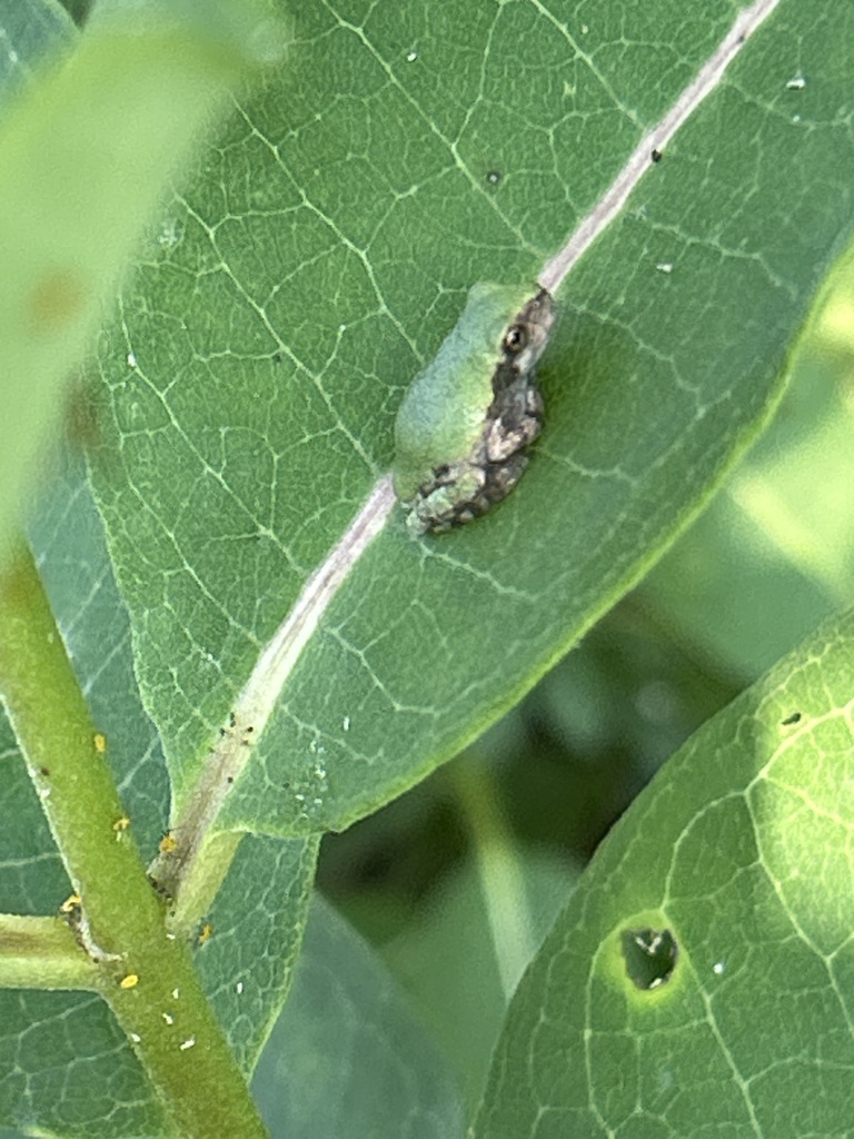 Gray Treefrog Species Complex from Alpha Ridge Park, Marriottsville, MD ...