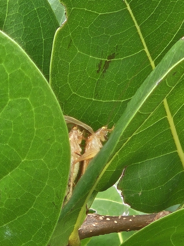 Grasshoppers, Crickets, and Katydids