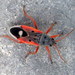 Cosmopleurus fulvipes - Photo (c) Scott Young, όλα τα δικαιώματα διατηρούνται, uploaded by Scott Young