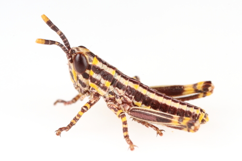 Elegant grasshopper
