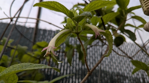 Oahu stenogyne (Stenogyne kanehoana)