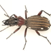Tenspot Ground Beetle - Photo (c) Graham Montgomery, all rights reserved