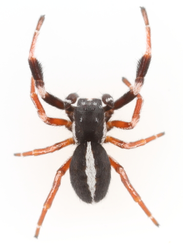 African Social Velvet Spider