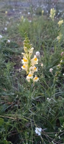 common toadflax