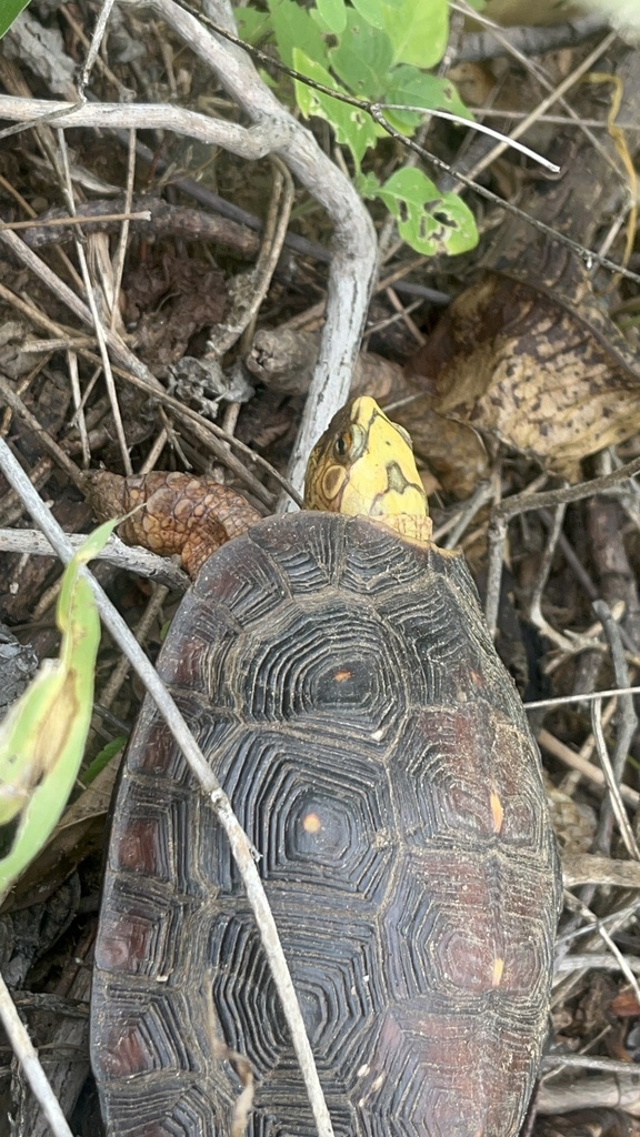 Colima Wood Turtle from MX on August 7, 2025 at 12:14 PM by Victoria ...