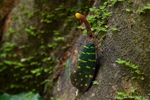 Pyrops intricatus (Walker, 1857)