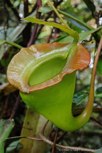 Nepenthes jacquelineae