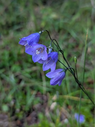 Campanula alaskana