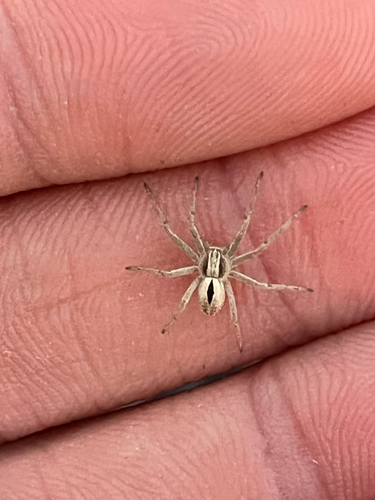 iNaturalist observation photo of Thanatus