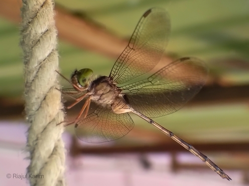 Dingy Dusk-darter