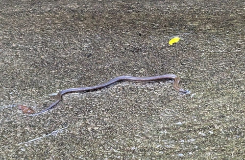 Macleay's Water Snake sighting