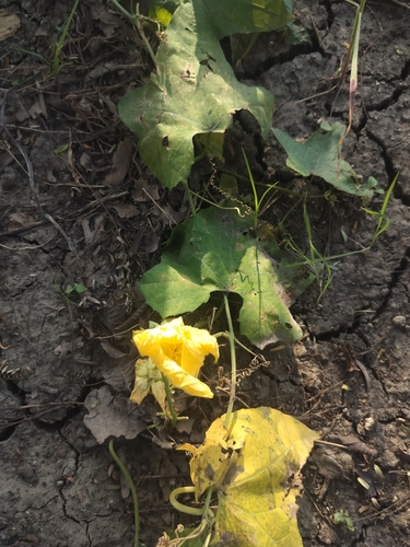 Sponge Gourd