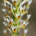 Hebenstretia integrifolia - Photo 由 jolandie3 所上傳的 (c) jolandie3，保留所有權利