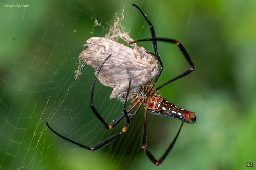 Nephila constricta