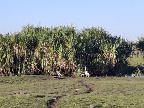 Australian Pelican