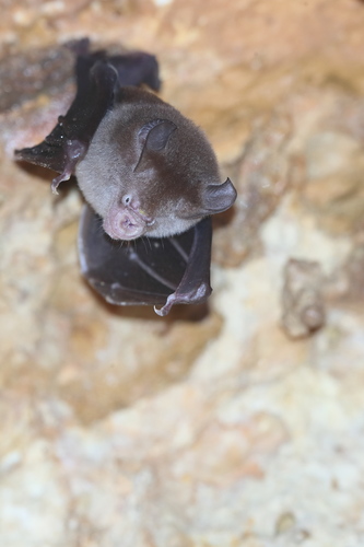 Maggie Taylor's Roundleaf Bat (Hipposideros maggietaylorae) — Least Concern Mammalia