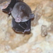 Maggie Taylor's Roundleaf Bat - Photo (c) Carlos N. G. Bocos, all rights reserved, uploaded by Carlos N. G. Bocos