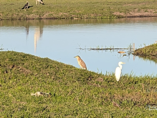 Nankeen Night Heron