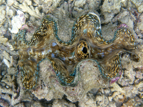 Tridacna squamosa