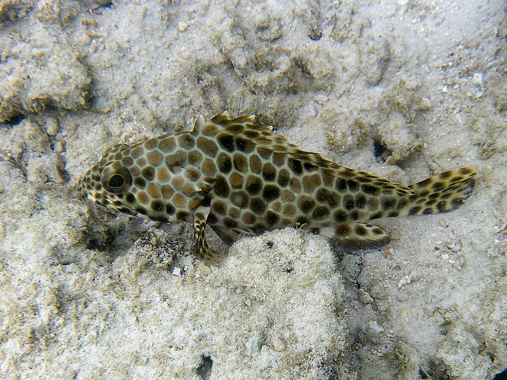 Honeycomb Grouper