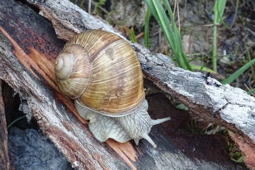 Helix pomatia