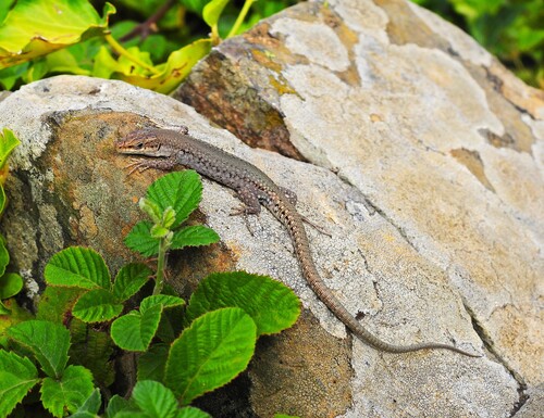 Podarcis lusitanicus