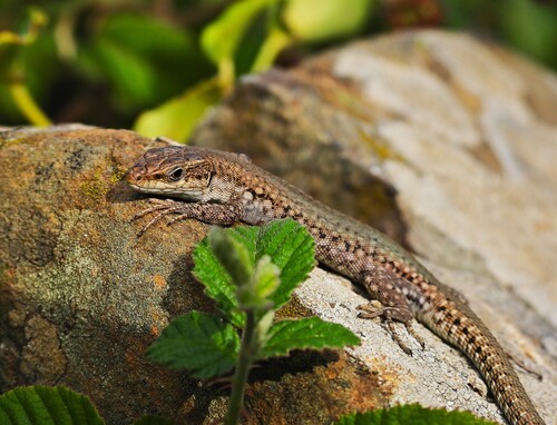 Podarcis lusitanicus