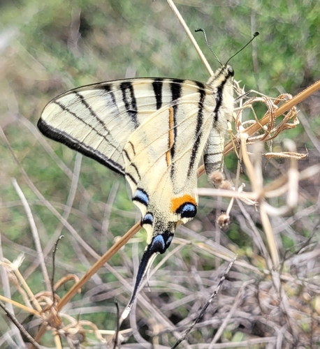 Scarce Swallowtail