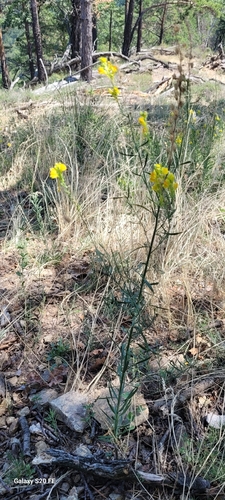 Italian toadflax