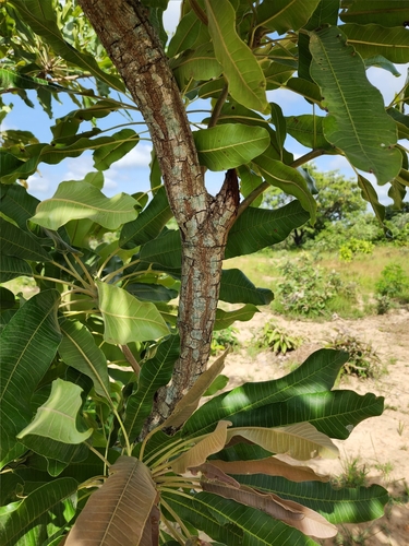 Shea Tree