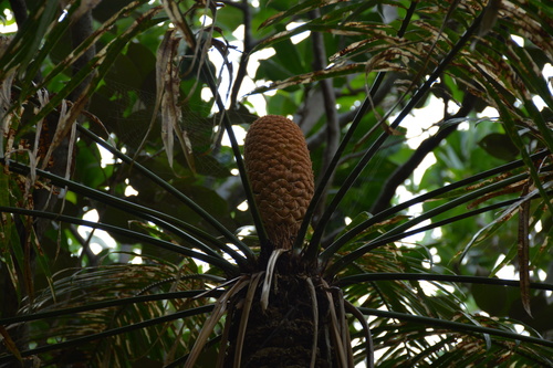 Cycas micronesica