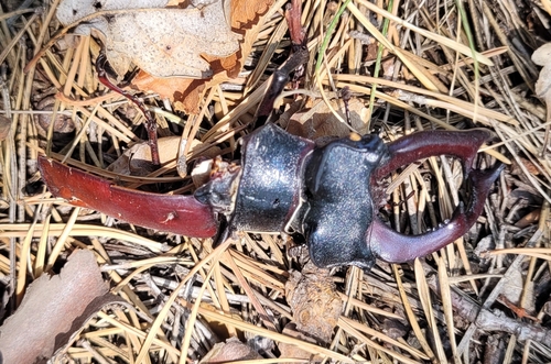 European Stag Beetle