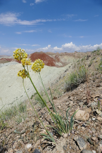 Allium scabriscapum