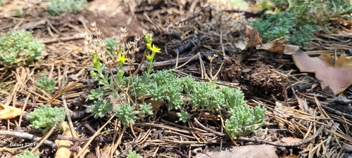 Annual stonecrop