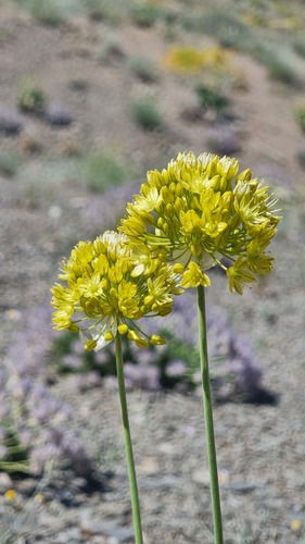 Allium scabriscapum