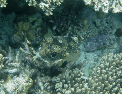 Diodon hystrix