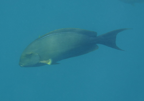 Acanthurus xanthopterus