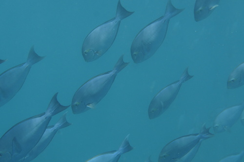 Acanthurus mata