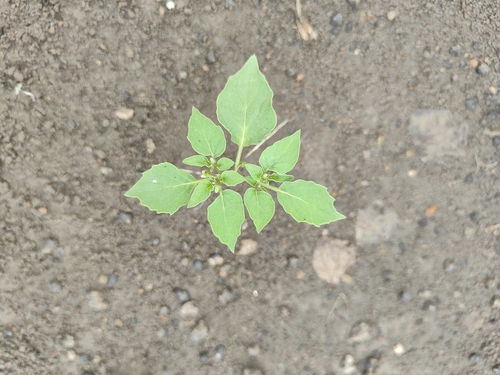 black nightshade