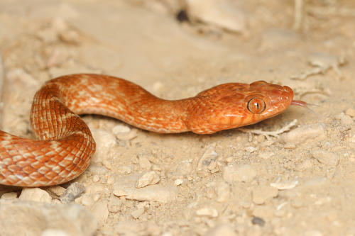 Arabian Cat Snake