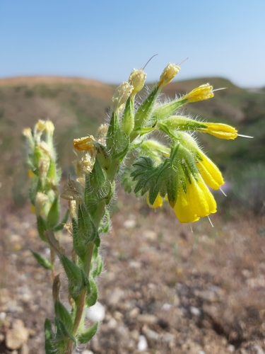 Onosma microcarpa