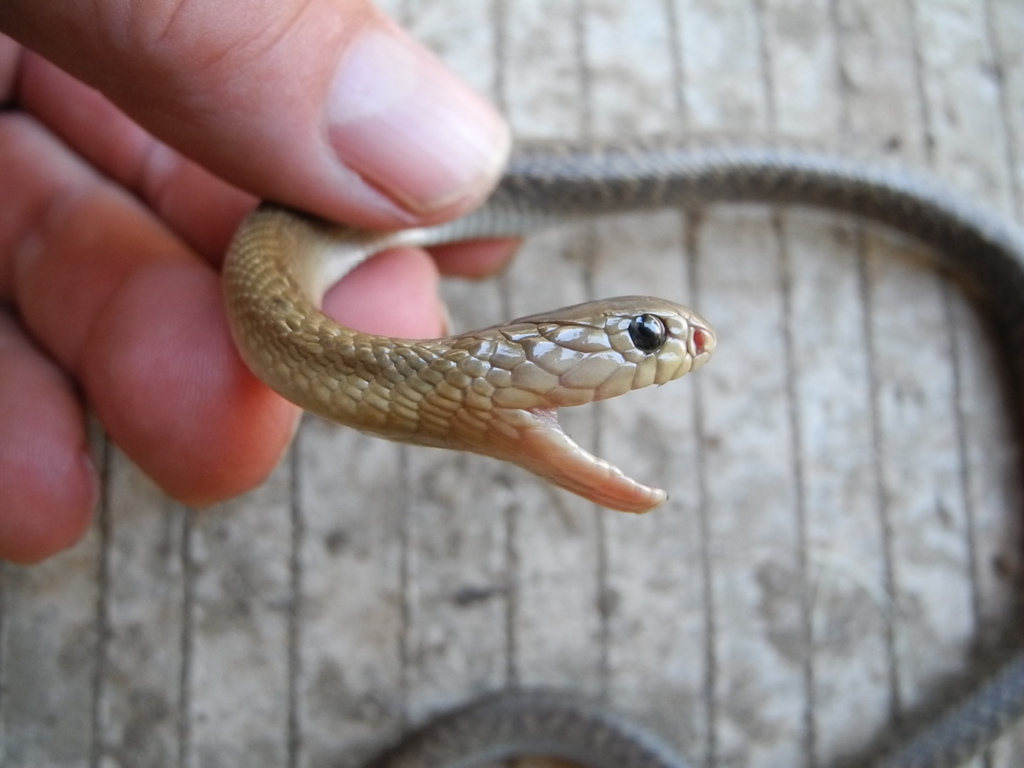 Naja Philippinensis Baby