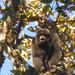 Colombian Woolly Monkey - Photo (c) James, all rights reserved, uploaded by James