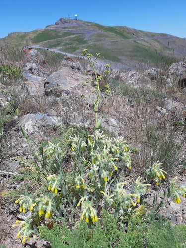 Onosma microcarpa