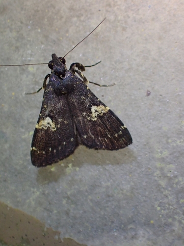 Hydrillodes flavimacula