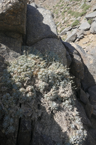 Physoptychis caspica