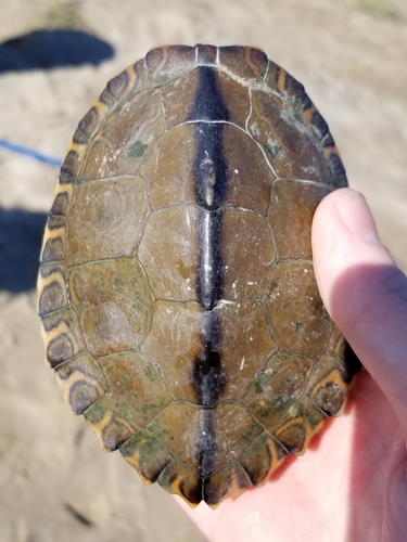 Pearl River Map Turtle